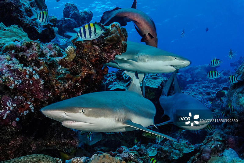 左侧为黑鳍礁鲨(Carcharhinus melanopterus),右侧和后方为灰鳍礁鲨(Carcharhinus amblyrhynchos),在珊瑚礁中捕猎猎物,太平洋,雅浦岛,雅浦州,卡罗琳群岛,联邦密克罗尼西亚,澳大利亚, 大洋洲图片素材
