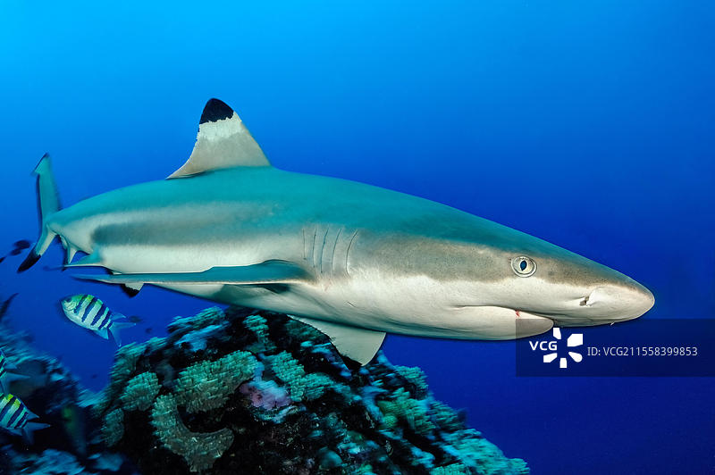 黑鳍礁鲨（Carcharhinus melanopterus）在珊瑚礁中游动，寻找猎物，太平洋，雅浦岛，雅浦州，卡罗琳群岛，联邦密克罗尼西亚，澳大利亚， 大洋洲图片素材