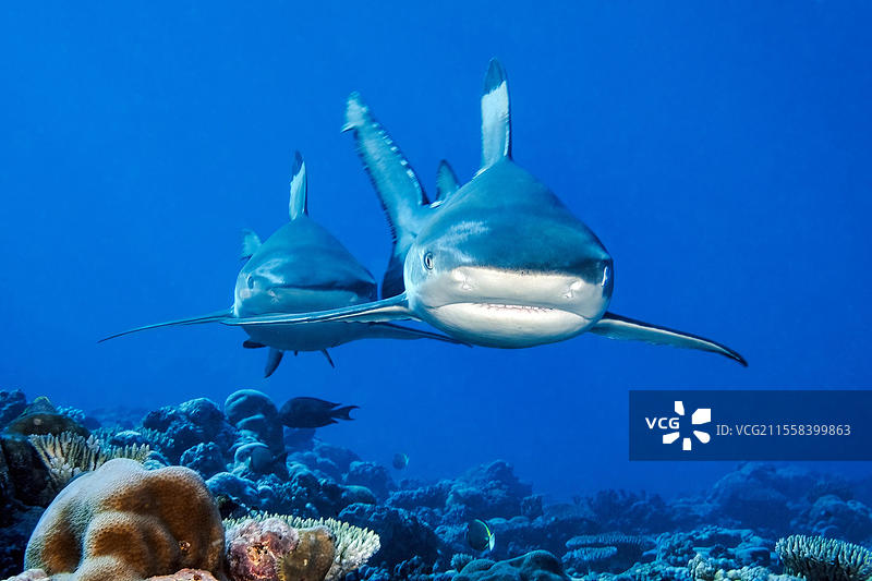 两只黑鳍礁鲨（Carcharhinus melanopterus）正面游向观察者，太平洋，雅浦岛，雅浦州，卡罗琳群岛，联邦密克罗尼西亚，澳大利亚， 大洋洲图片素材