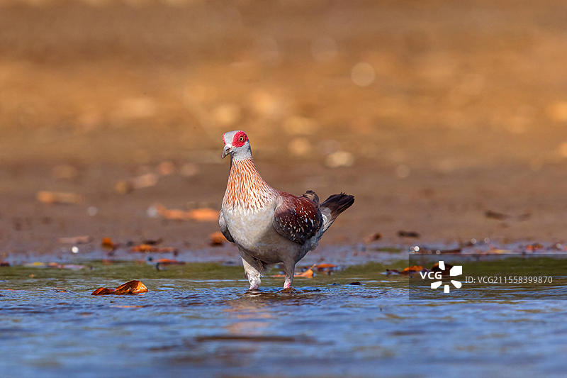 非洲，冈比亚，斑点鸽（Columba guinea），红鸽，冈比亚鸽，鸽子，鸽群，马拉基萨河营地独木舟比赛，马拉基萨，冈比亚南岸，非洲图片素材