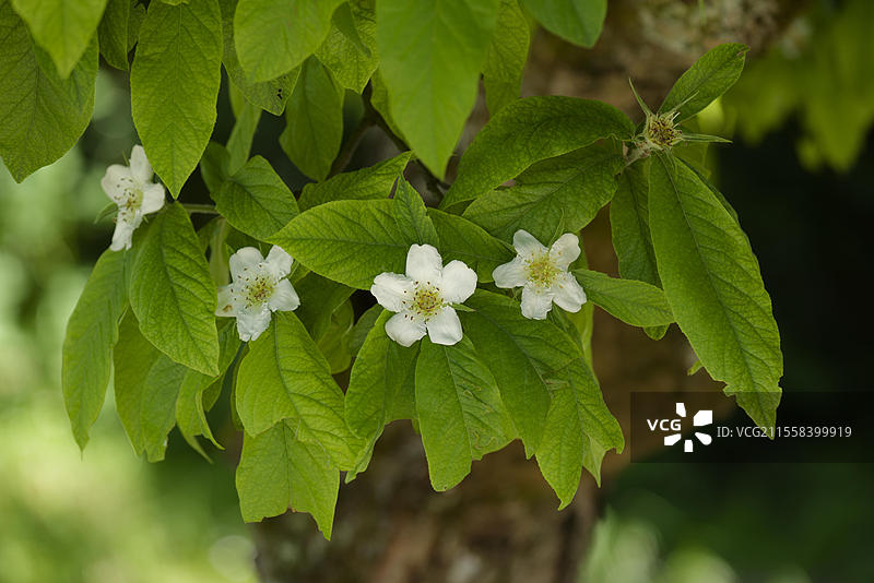 开花的枇杷（Mespilus germanicus），玫瑰植物，霍恩洛厄，海尔布隆-弗兰肯，巴登-符腾堡，德国，欧洲图片素材