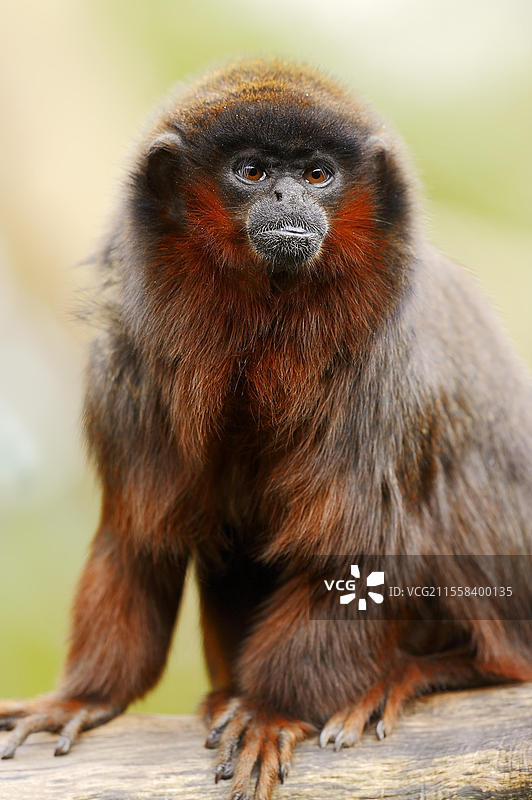铜色狨猴或红狨猴（Plecturocebus cupreus, Callicebus cupreus），圈养，分布于巴西和秘鲁图片素材