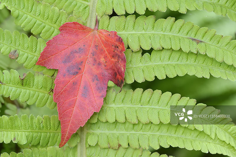 红枫（Acer rubrum）叶子在秋季的蕨类植物叶子上，德国北莱茵-威斯特法伦，欧洲图片素材