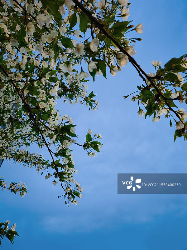 苏州何山站地铁口樱花图片素材
