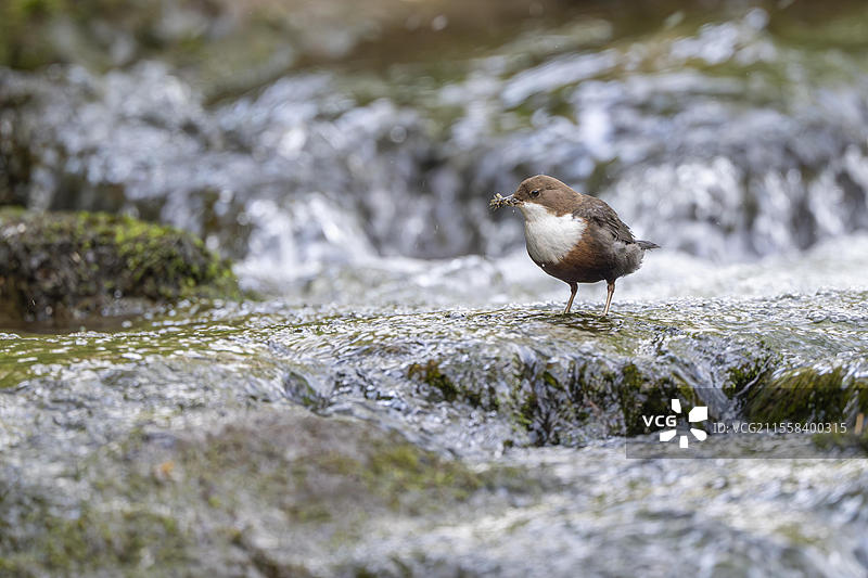 白喉水鸲（Cinclus cinclus），在急流中叼着猎物，德国莱茵兰-普法尔茨，欧洲图片素材
