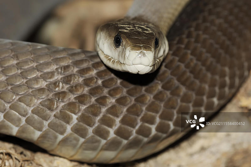 黑曼巴蛇（Dendroaspis polylepis），圈养，分布于非洲图片素材