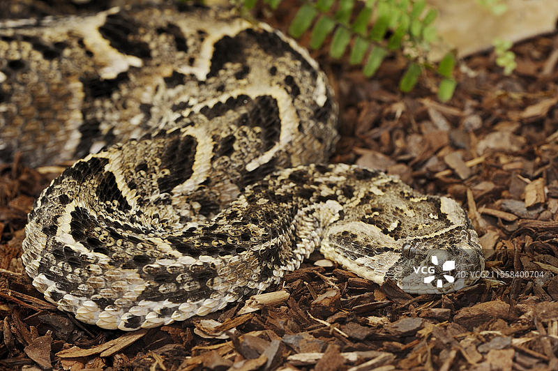 气泡蝰蛇（Bitis arietans，Bitis lachesis），圈养，分布于非洲图片素材