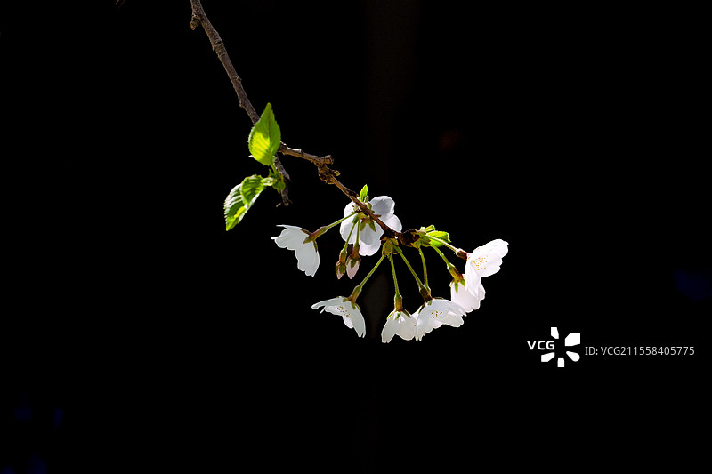 春天的花朵纯色背景图片素材