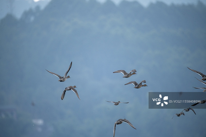 隆昌市古宇湖的候鸟图片素材