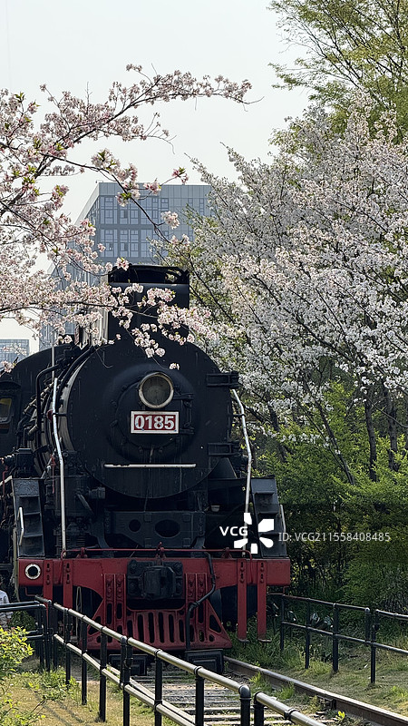 城市公园内废弃火车头和樱花合影图片素材