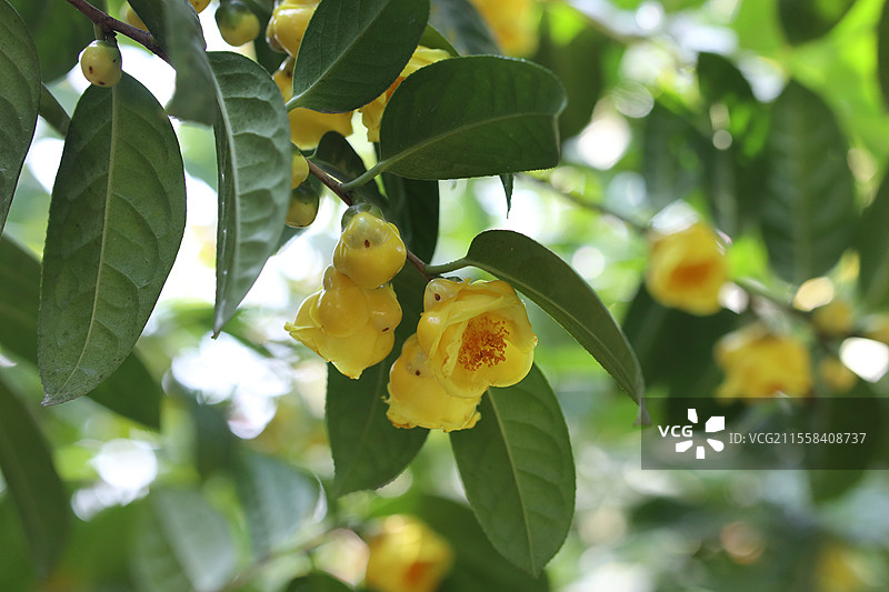 金色山茶花图片素材