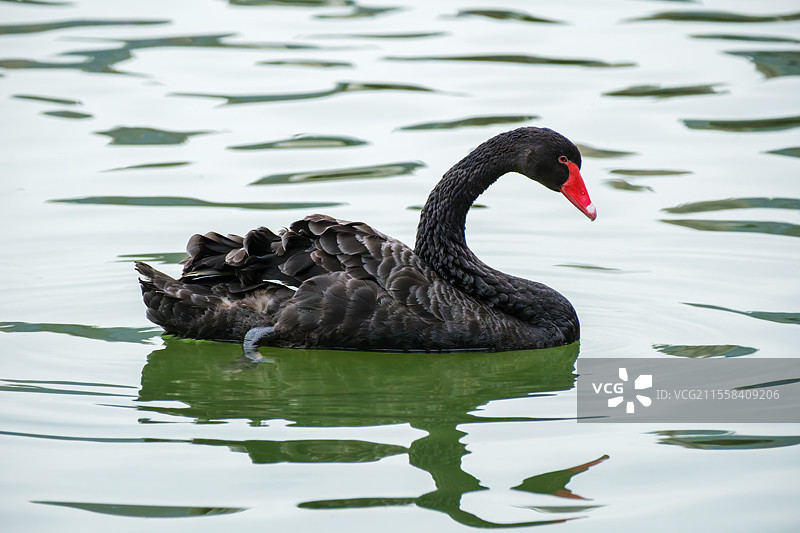 黑天鹅，厦门五缘湾湿地公园天鹅湖图片素材