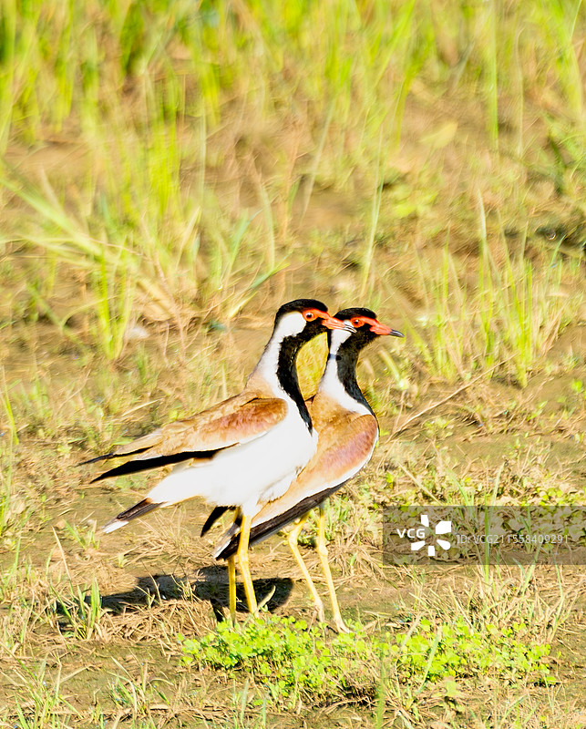 春天里的肉垂麦鸡图片素材