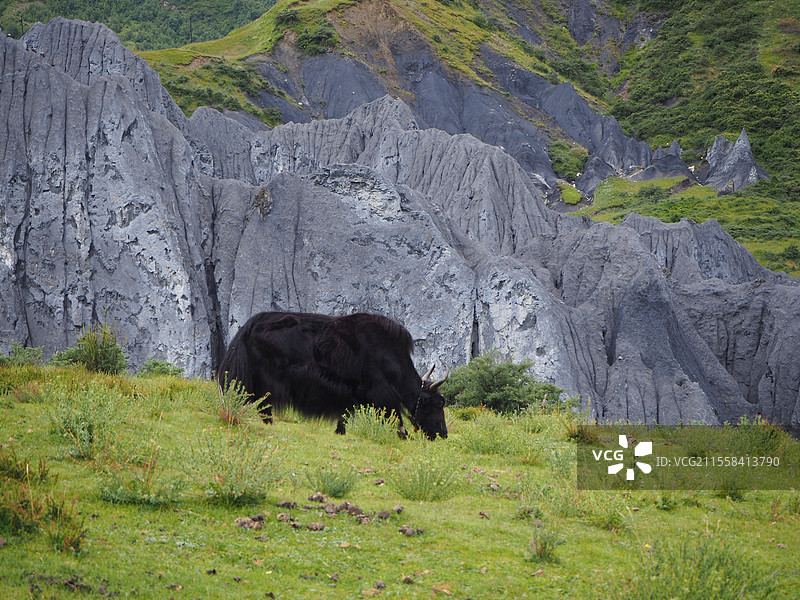 墨石公园灰色岩石与牦牛图片素材
