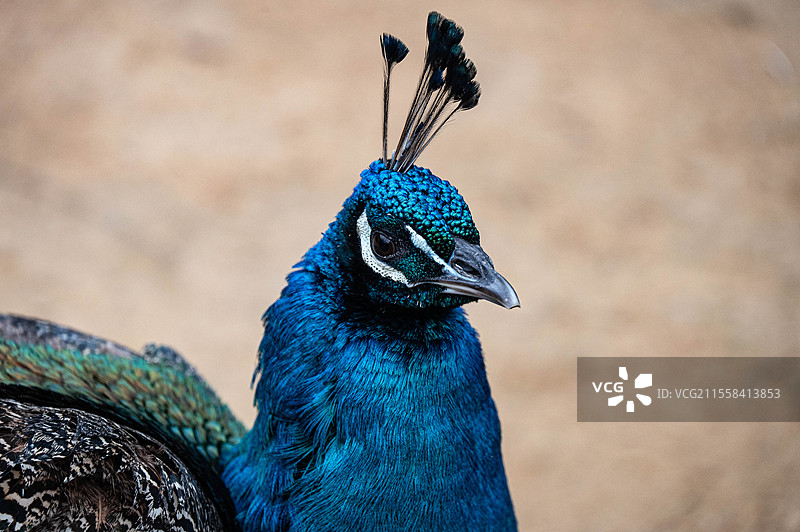 杭州野生动物世界的孔雀图片素材