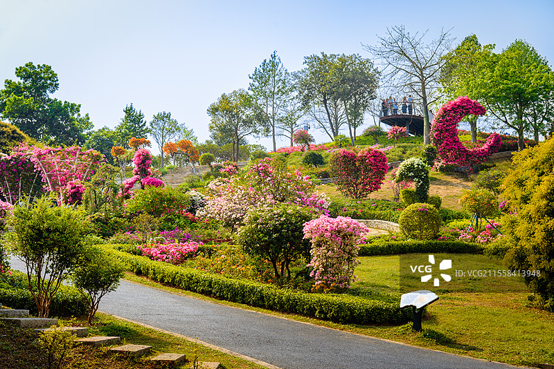 东莞植物园簕杜鹃园春天美景图片素材