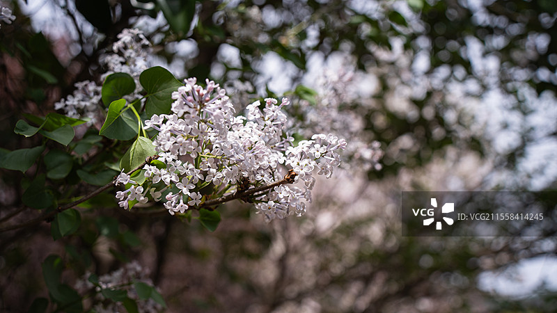 徐州市大洞山的丁香花图片素材