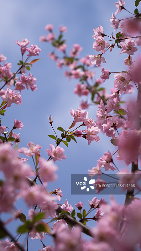 徐州市大洞山的樱花图片素材