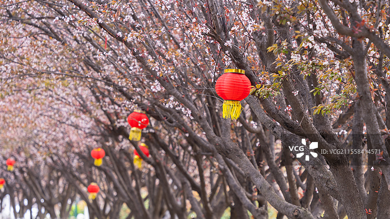 徐州市大洞山的春天图片素材