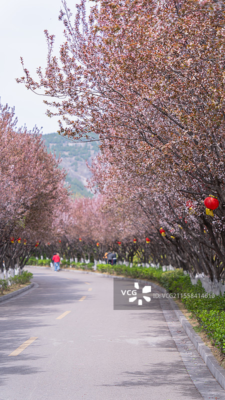 徐州市大洞山的春天图片素材