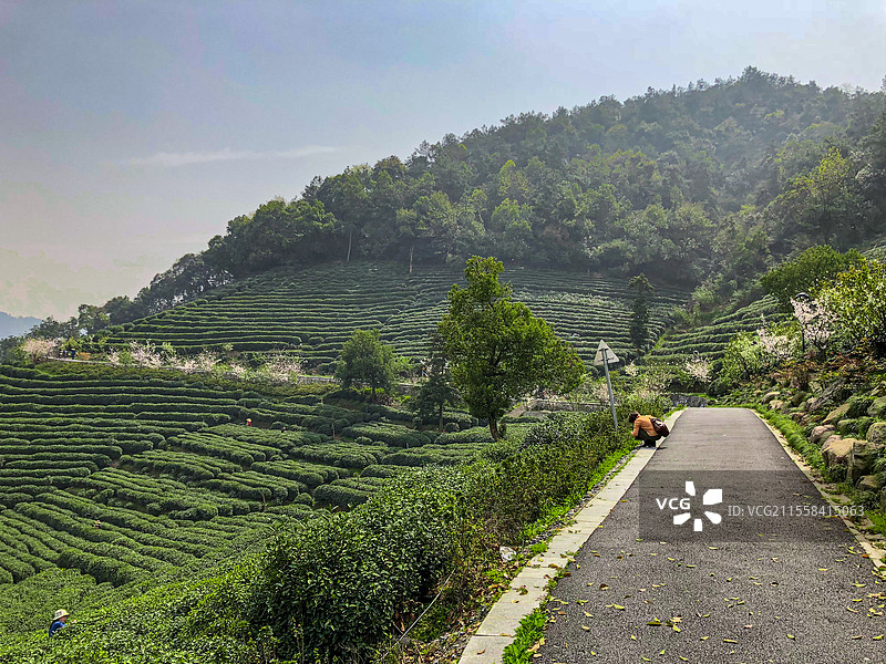 春天时漫山的茶树和通向茶园的路图片素材