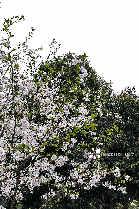 春天，满枝头的桃花盛开中图片素材