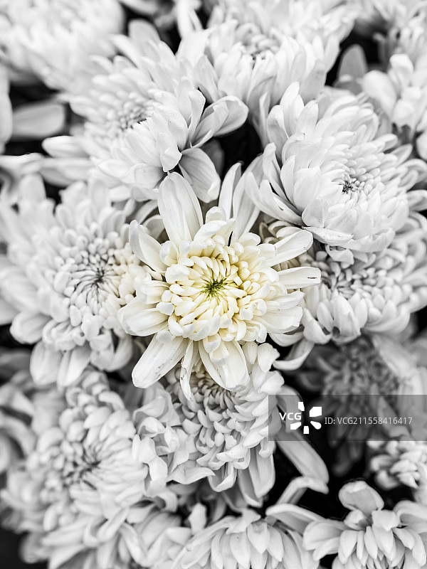 用于祭奠的清明节白色菊花特写镜头图片素材