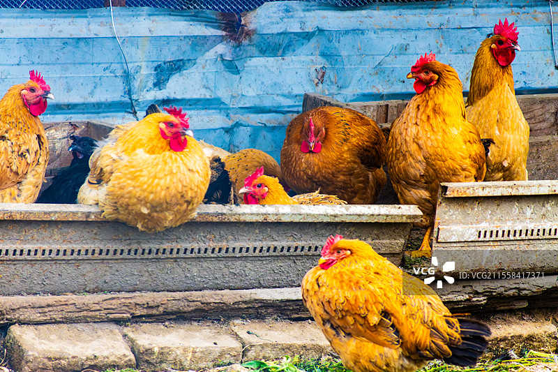 公鸡图（摄于南通市兴仁乡）图片素材