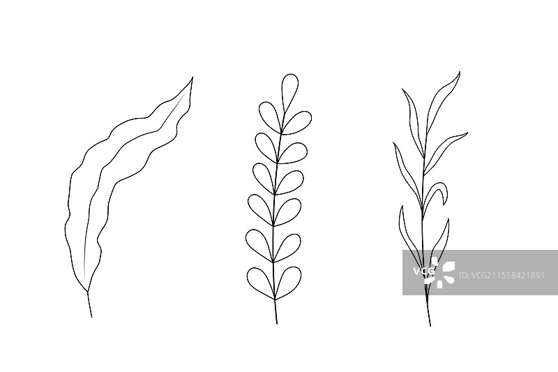 海藻的黑白剪影图片素材