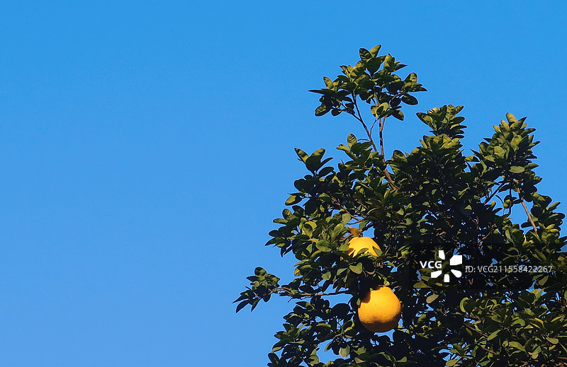 蓝天的果实图片素材