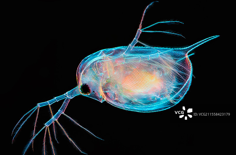 小小水蚤潜水员图片素材