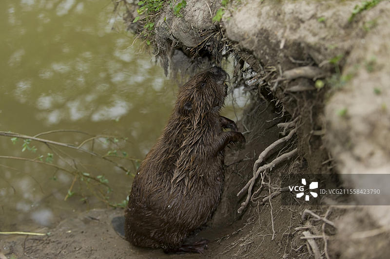 欧洲海狸（Castor fiber），德国巴伐利亚州罗森海姆，欧洲图片素材