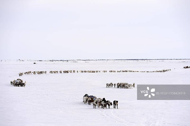 涅涅茨牧羊人在春季迁徙中，拉着驯鹿（Rangifer tarandus）的雪橇，位于俄罗斯西北西伯利亚的亚马尔地区雅尔萨莱。图片素材