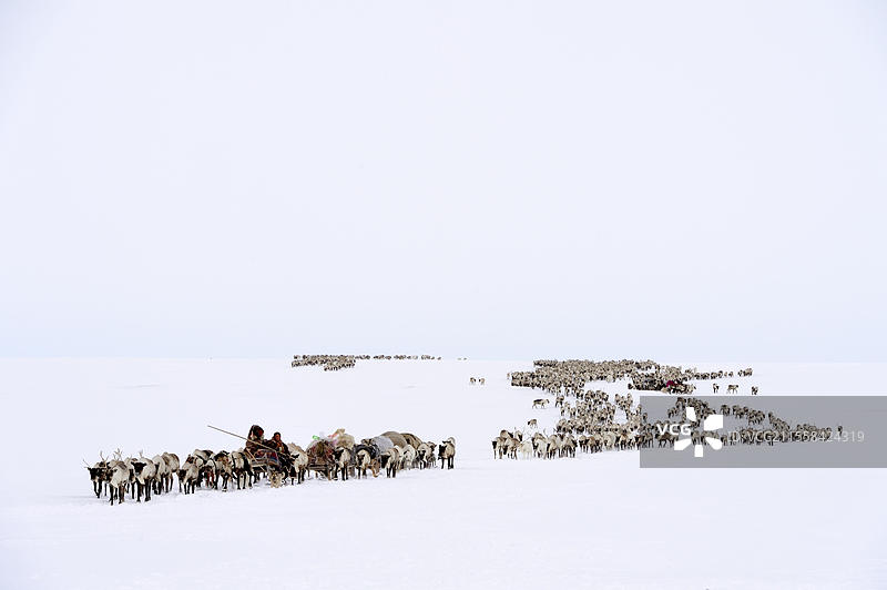 涅涅茨牧羊人在春季迁徙中，拉着驯鹿（Rangifer tarandus）的雪橇，位于俄罗斯西北西伯利亚的亚马尔地区雅尔萨莱。图片素材
