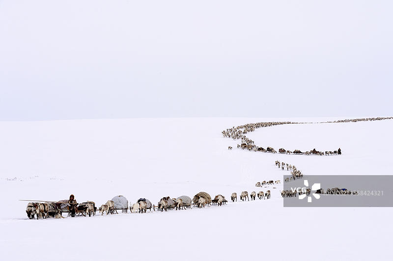 涅涅茨牧羊人在春季迁徙中，拉着驯鹿（Rangifer tarandus）的雪橇，位于俄罗斯西北西伯利亚的亚马尔地区雅尔萨莱。图片素材