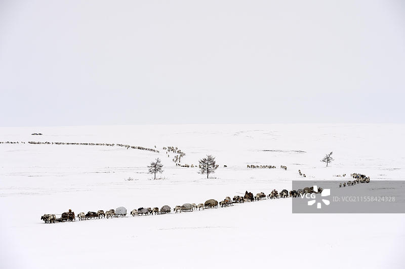 涅涅茨牧羊人在春季迁徙中，拉着驯鹿（Rangifer tarandus）的雪橇，位于俄罗斯西北西伯利亚的亚马尔地区雅尔萨莱。图片素材