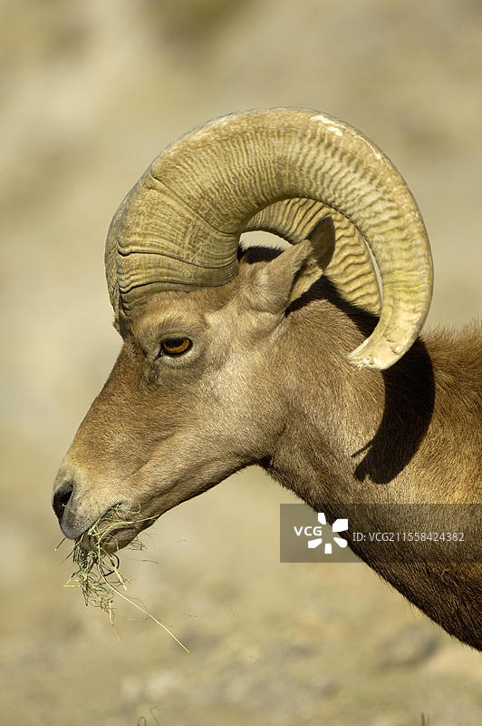 大角羊（Ovis canadensis）成年雄性，头部特写，正在进食，加利福尼亚州（美国）图片素材