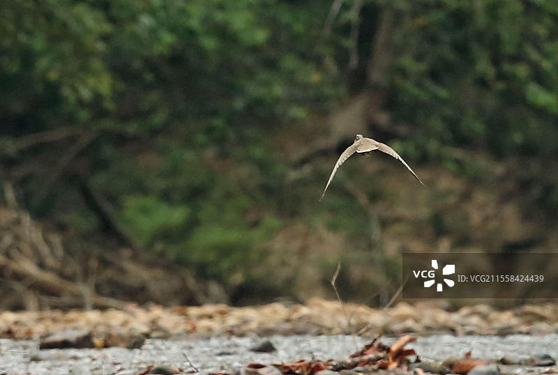 成年雄性面具水鸟（Heliopais personatus）在马来半岛的提蒂旺萨山脉，塔汉河上空飞行，位于塔曼尼agara国家公园。图片素材