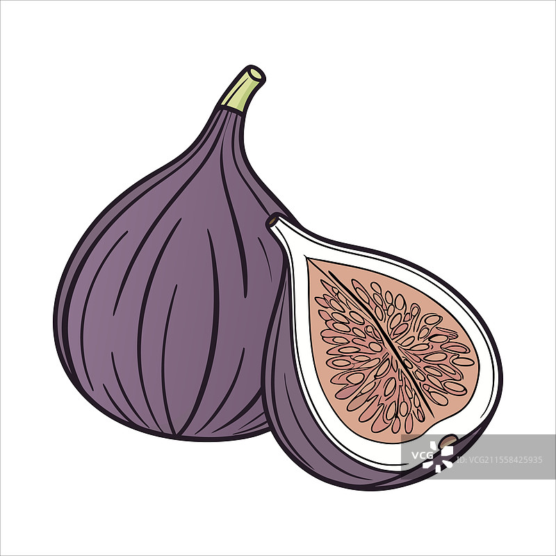无花果水果艺术图片素材