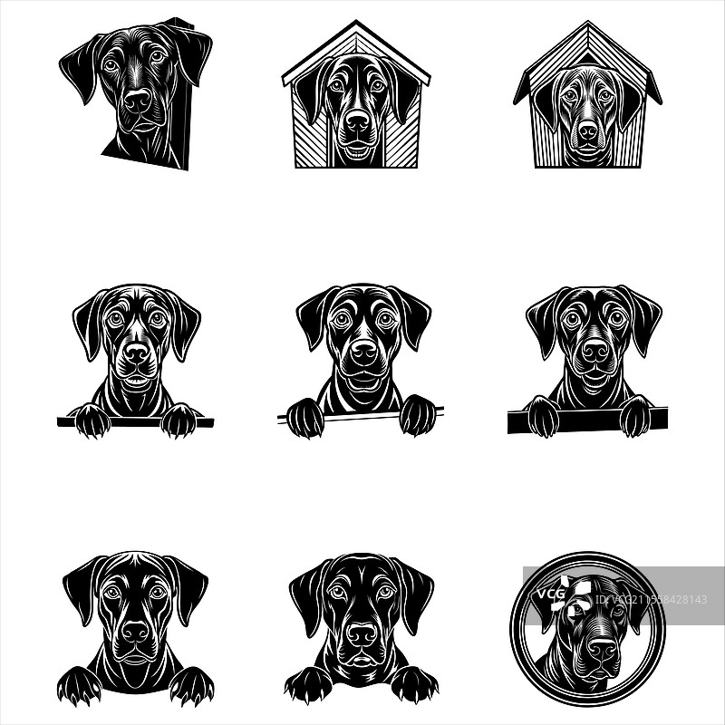 偷看的罗德西亚背脊犬图片素材