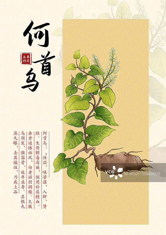 中草药图鉴-何首乌图片素材