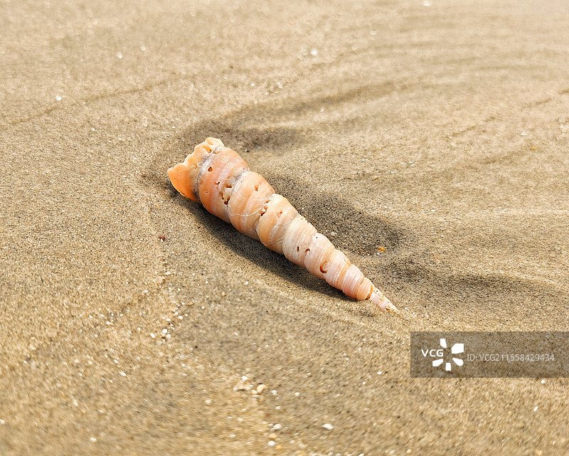 广西防城港沙滩上的钉螺图片素材