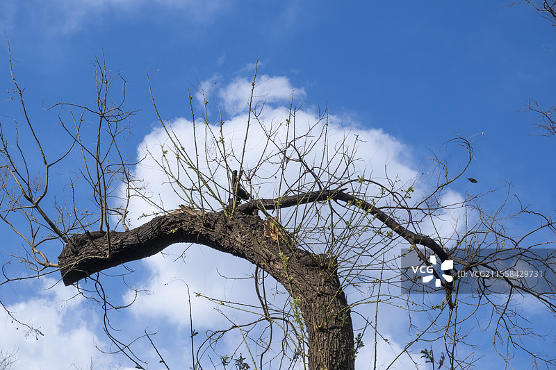 蓝天白云下的老树枯枝图片素材