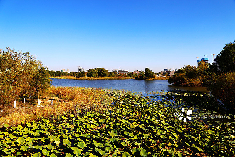 长春北湖湿地公园美丽的秋色图片素材