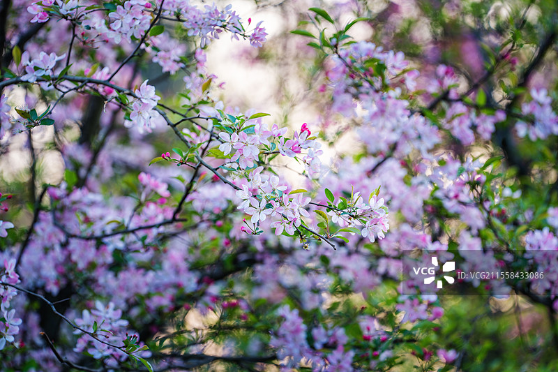 春天里唯美绿叶粉色垂丝海棠花盛开图片素材
