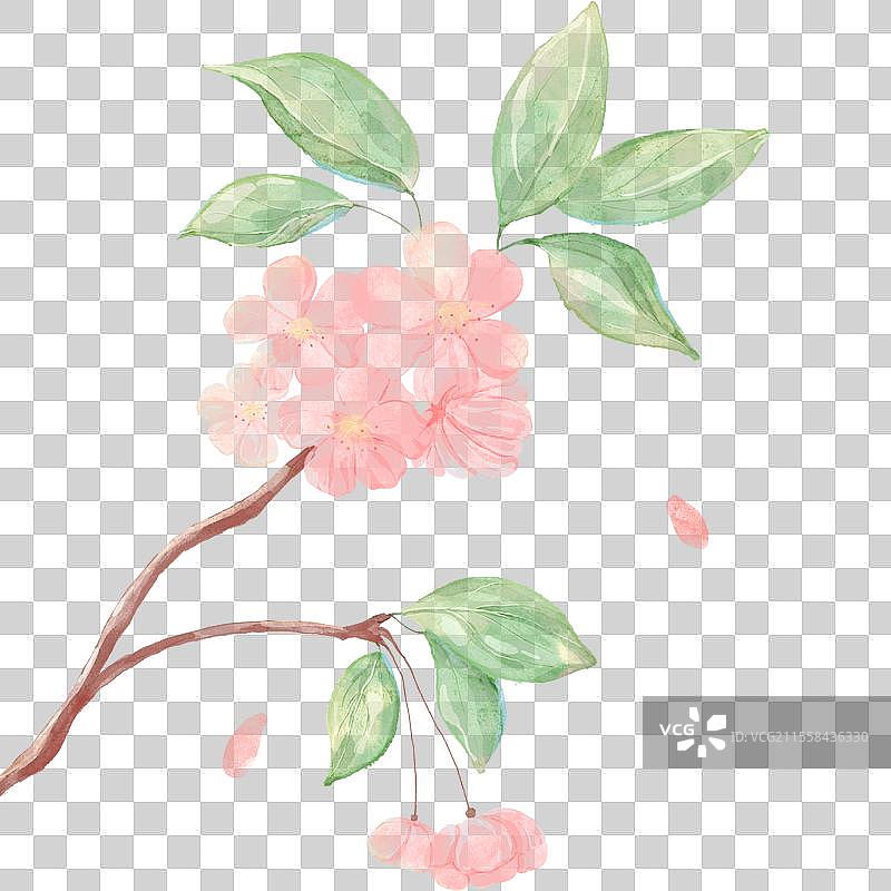 透明背景下一簇粉色开花的樱花掉落下花瓣图片素材