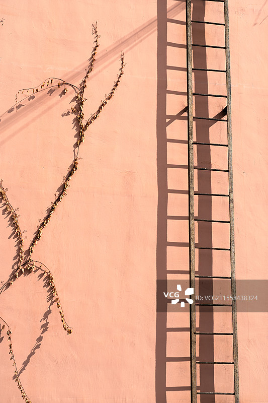 墙上的藤蔓和梯子图片素材