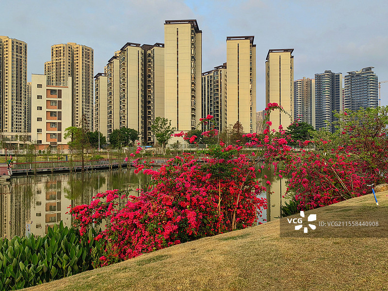 高明湿地公园佛山市高明区，滨江湿地公园。阳春三月，鲜花盛放，阳光和煦，一切都是春和景明。图片素材