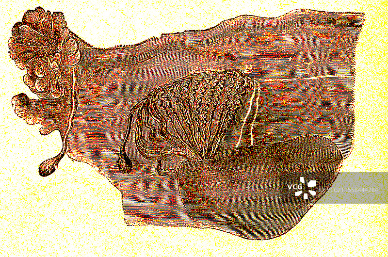 女性系统插图图片素材