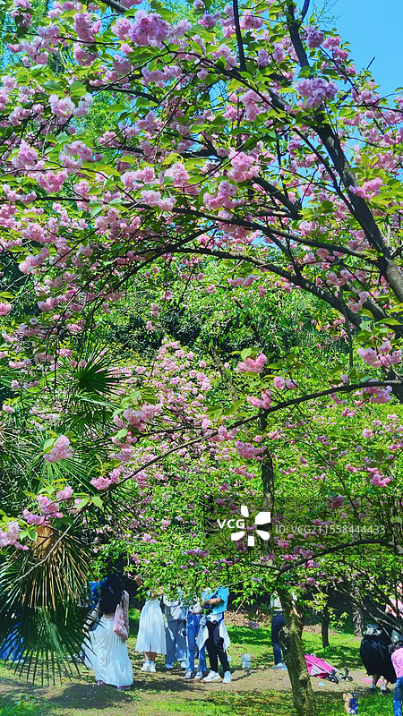 校园樱花浪漫图片素材